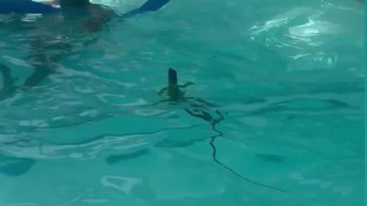 Man's funny reaction to iguana goes viral